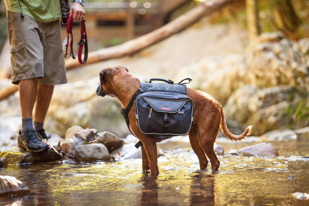 Ezydog Summit seljakott