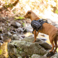 Ezydog Convert traksid