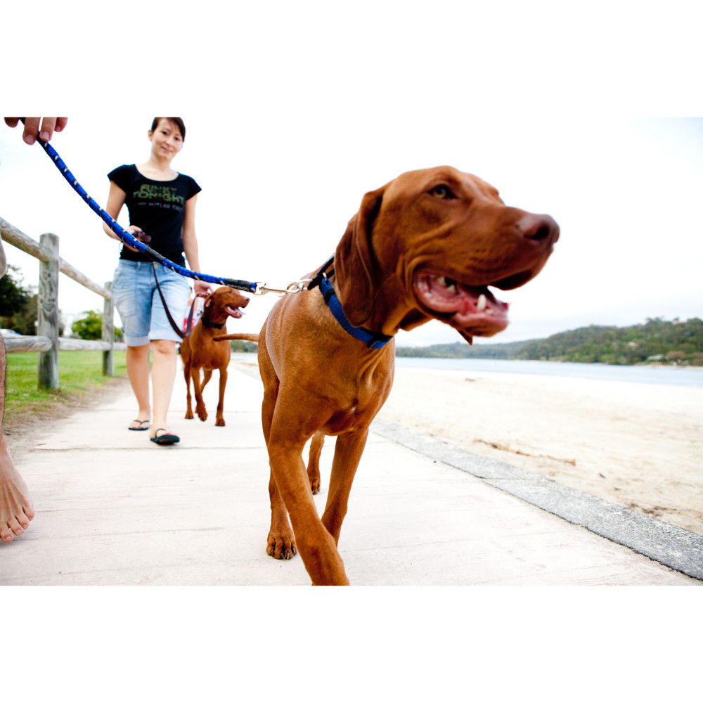 Ezydog Checkmate kaelarihm