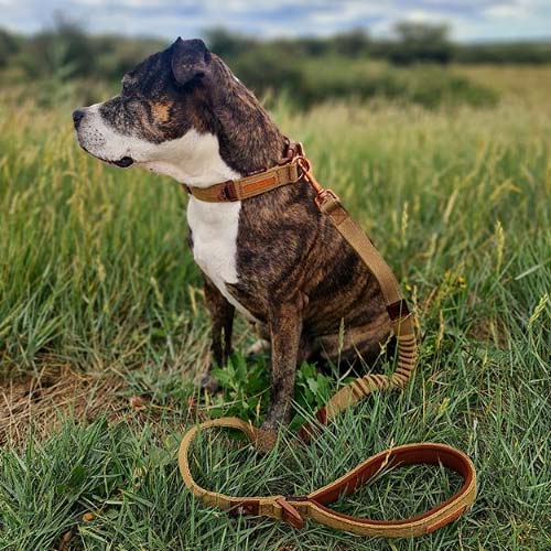 Ezydog Zero Shock veniv jalutusrihm, 64 cm - Image 33