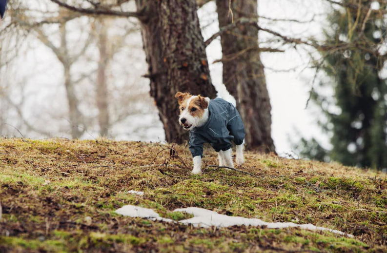 Rukka Protect Overall kombinesoon koertele - Image 5