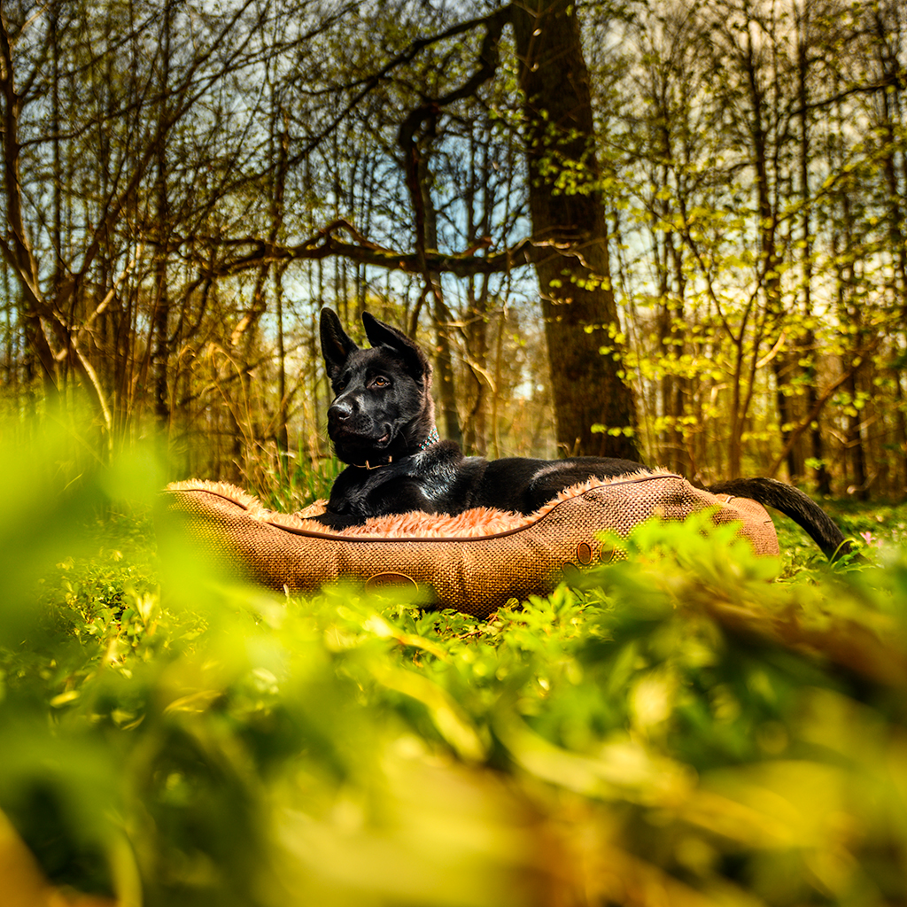 GS pesa käpajäljega Jack - Image 4