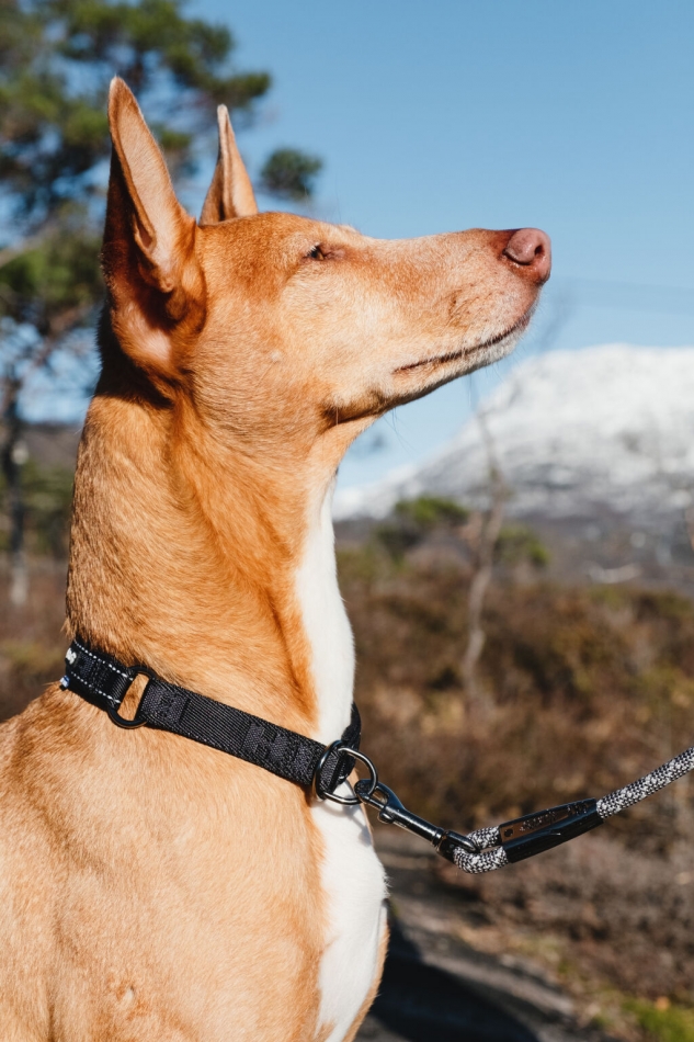 Hurtta ECO Casual poolpoov pehmendusega kaelarihm - Image 6