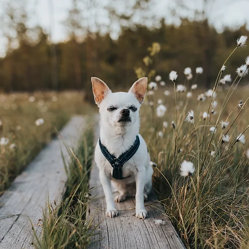 Hurtta Casual pehmendustega Y-traksid - Image 4