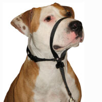 GS koonurihm koerale