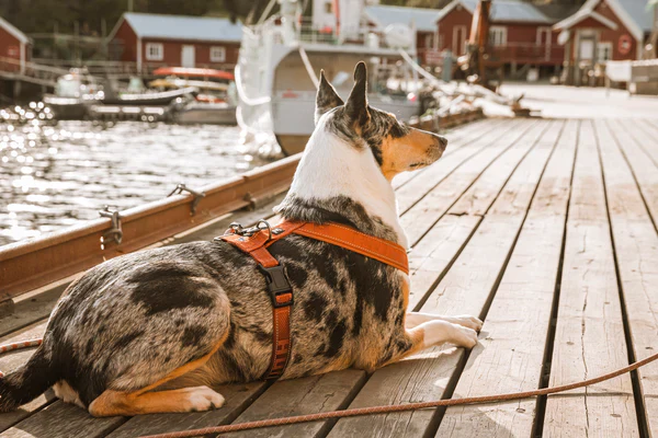 Hurtta Casual pehmendustega Y-traksid - Image 6