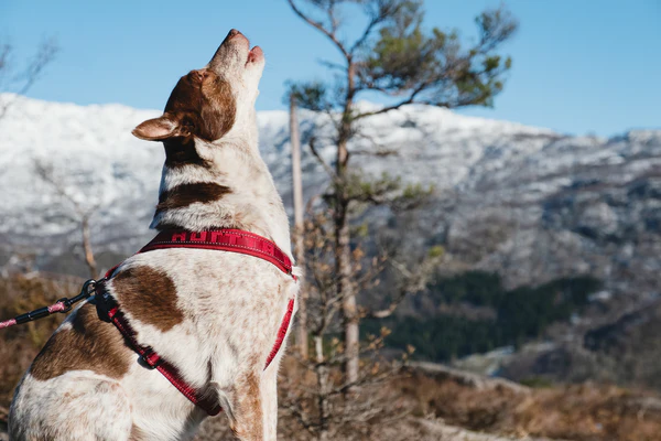 Hurtta Casual pehmendustega Y-traksid - Image 8