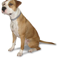 GS metallist poolpoov