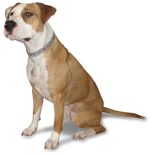 GS metallist poolpoov