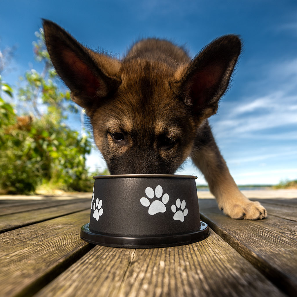 GS Bella kõrge metallist kauss koertele - Image 8