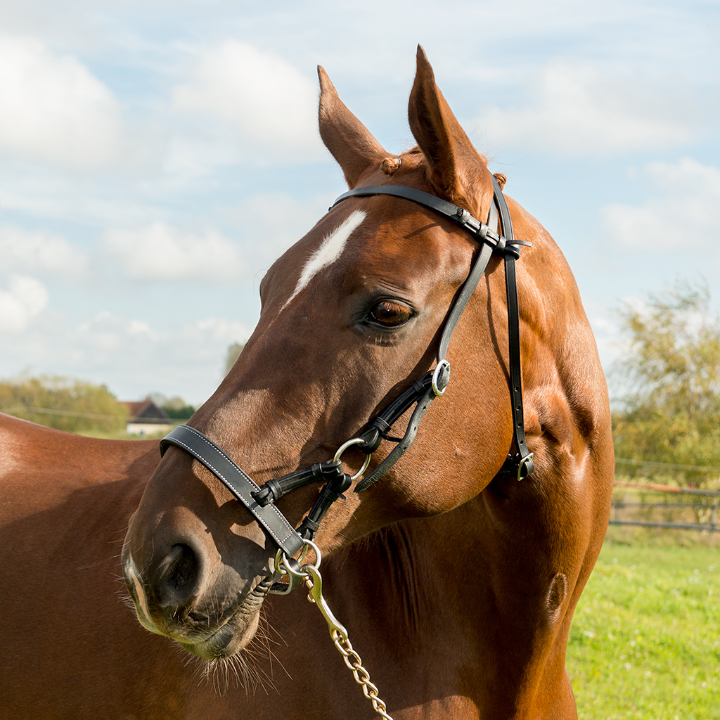 Globus Sport sidepull valjad - Image 2