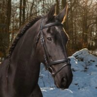 Globus Sport Super Soft valjad hobusele