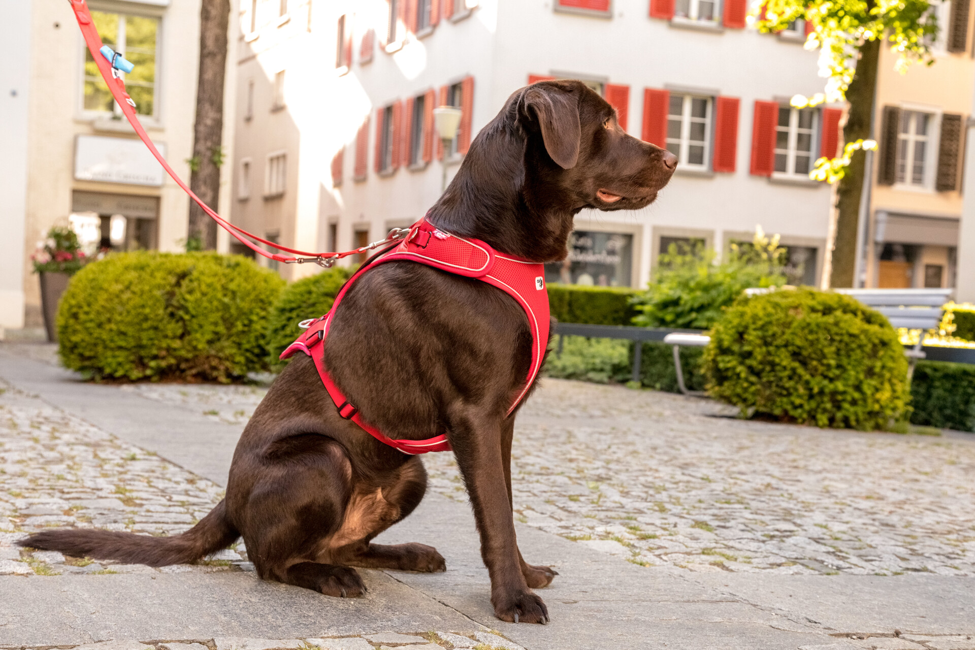 Curli Belka traksid koertele - Image 6