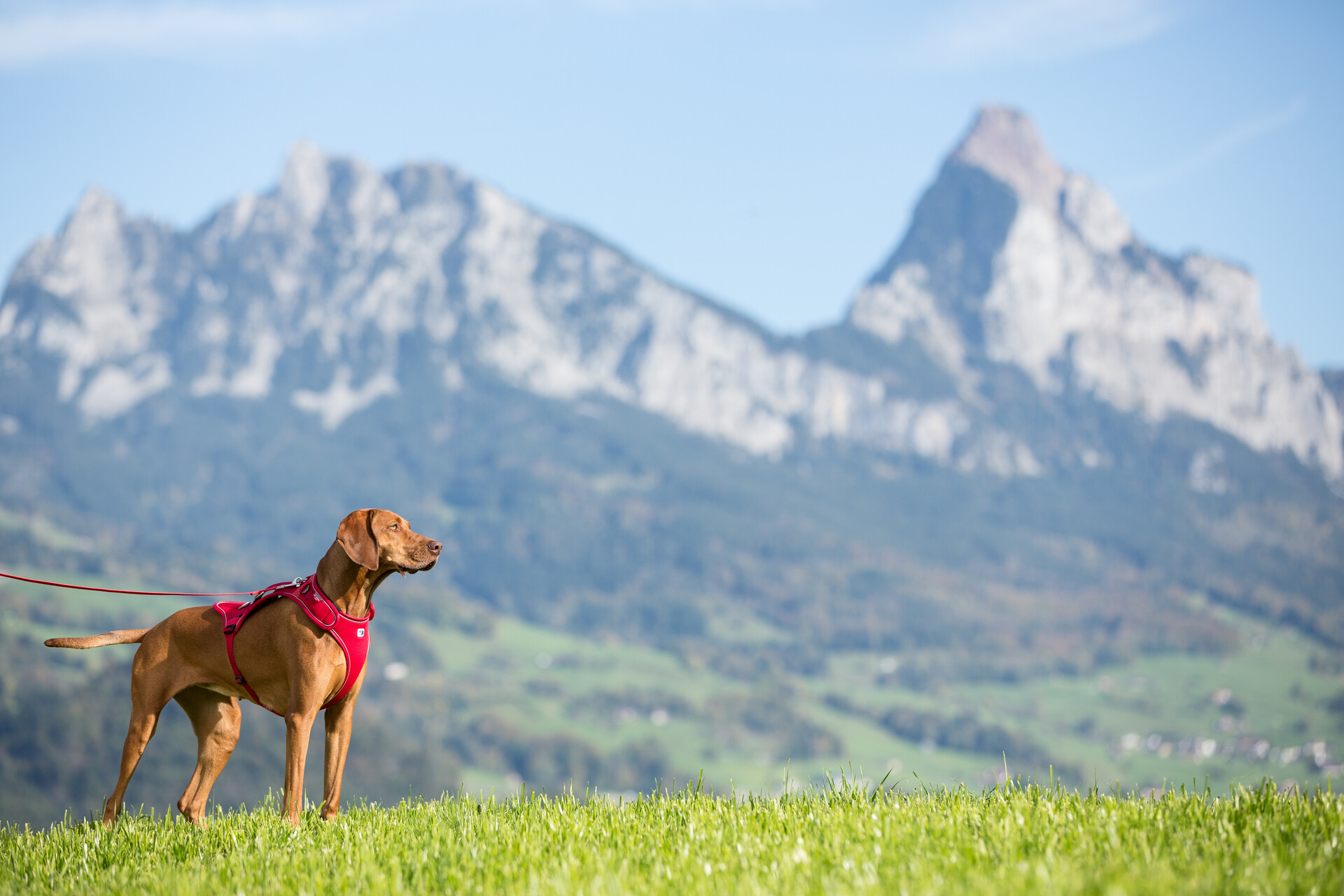 Curli Belka traksid koertele - Image 9