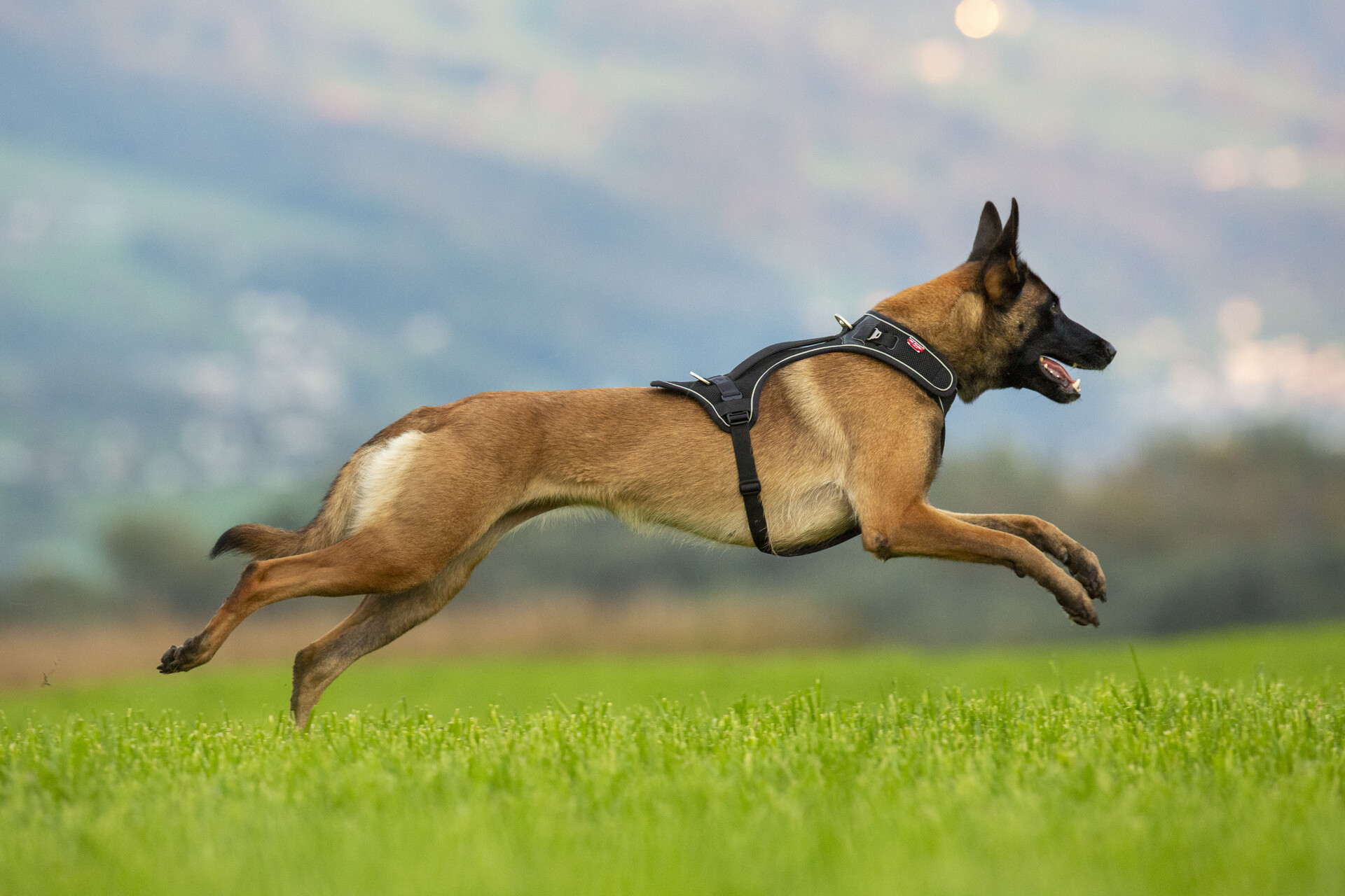 Curli Belka traksid koertele - Image 8