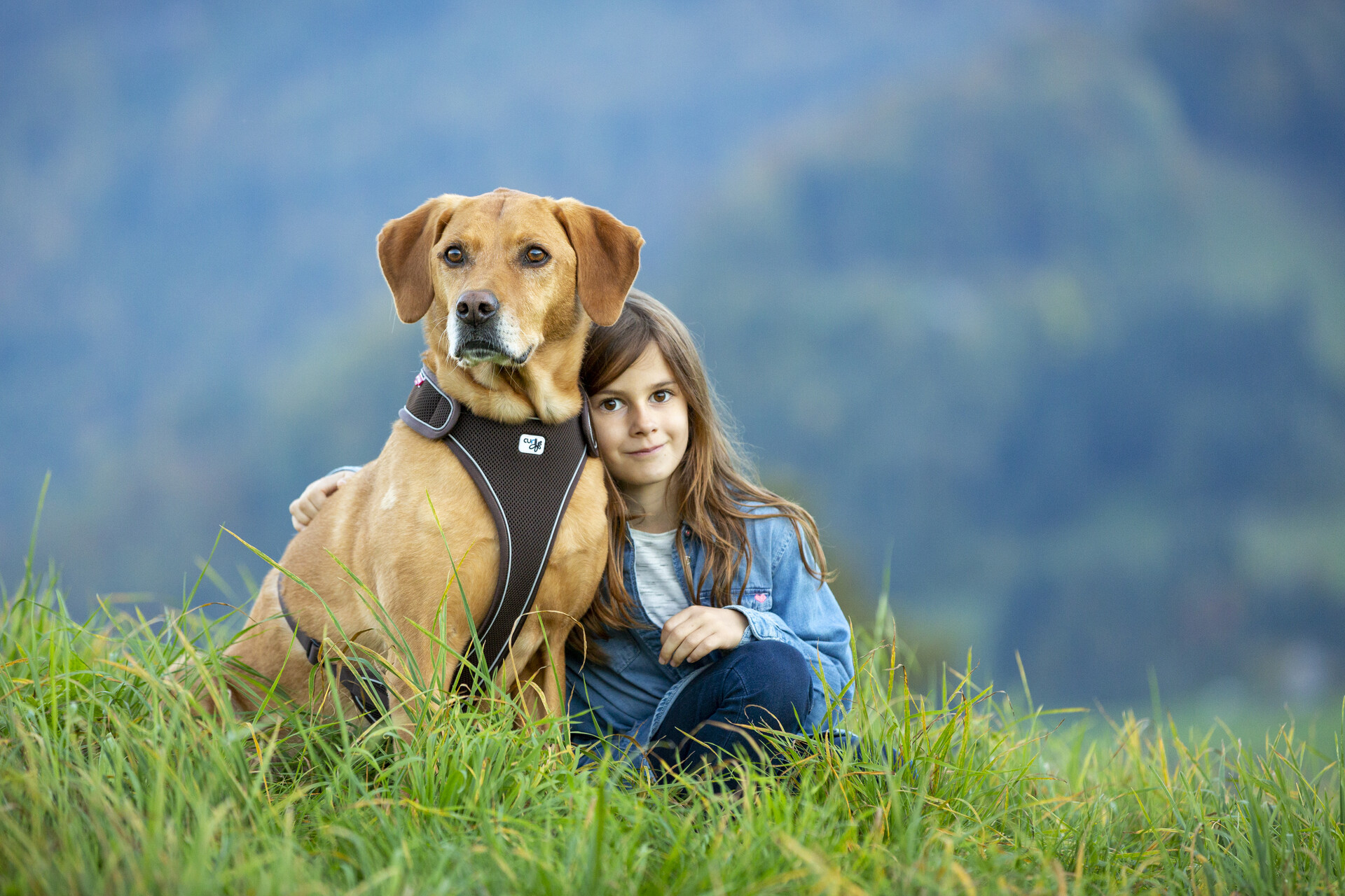 Curli Belka traksid koertele - Image 7