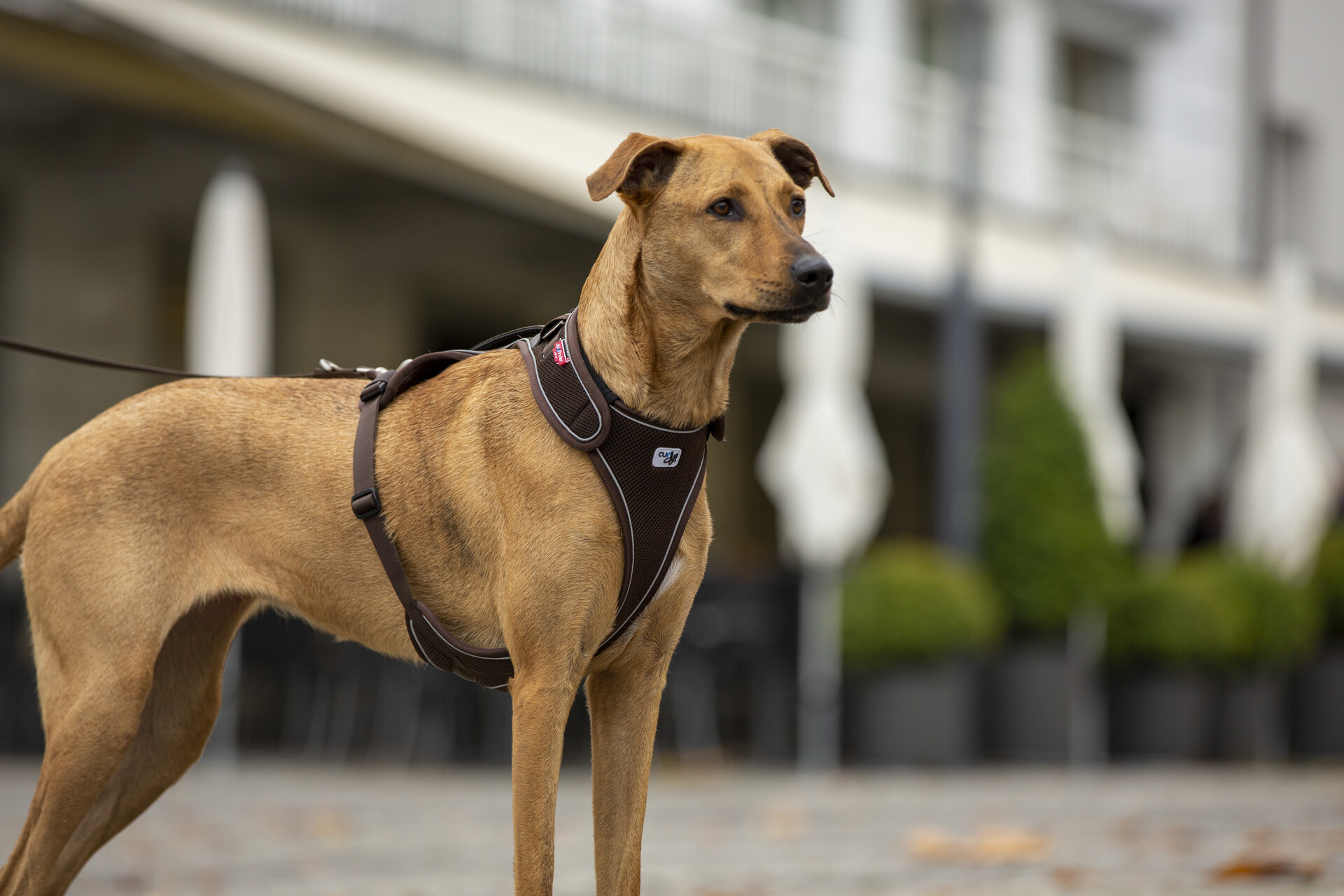 Curli Belka traksid koertele - Image 5