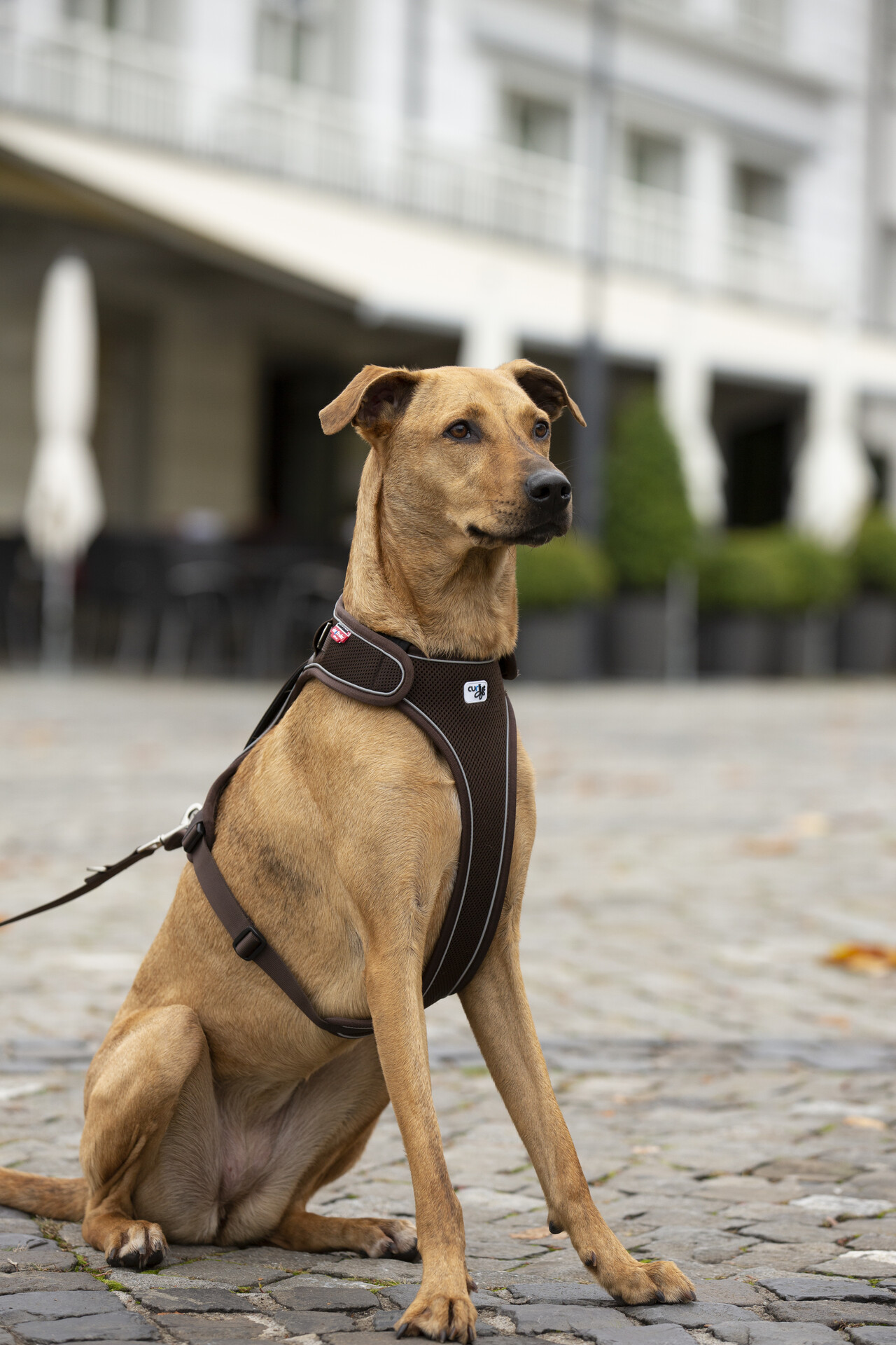 Curli Belka traksid koertele - Image 12