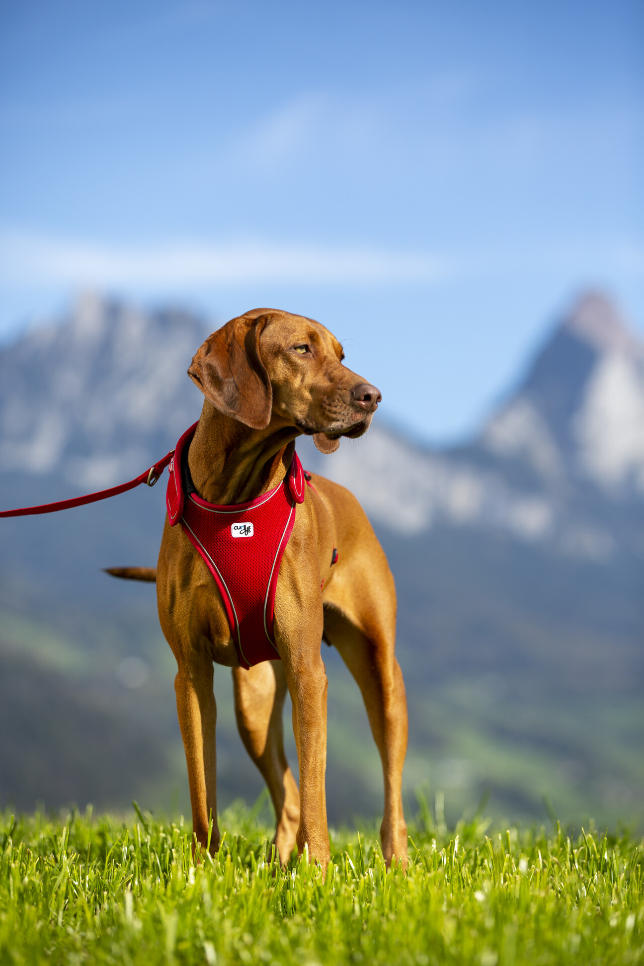 Curli Belka traksid koertele - Image 13