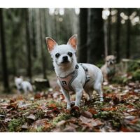 Hurtta Venture traksid