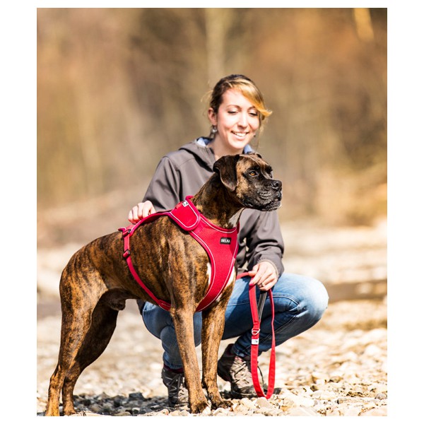 Curli traksid Belka, erinevad värvid