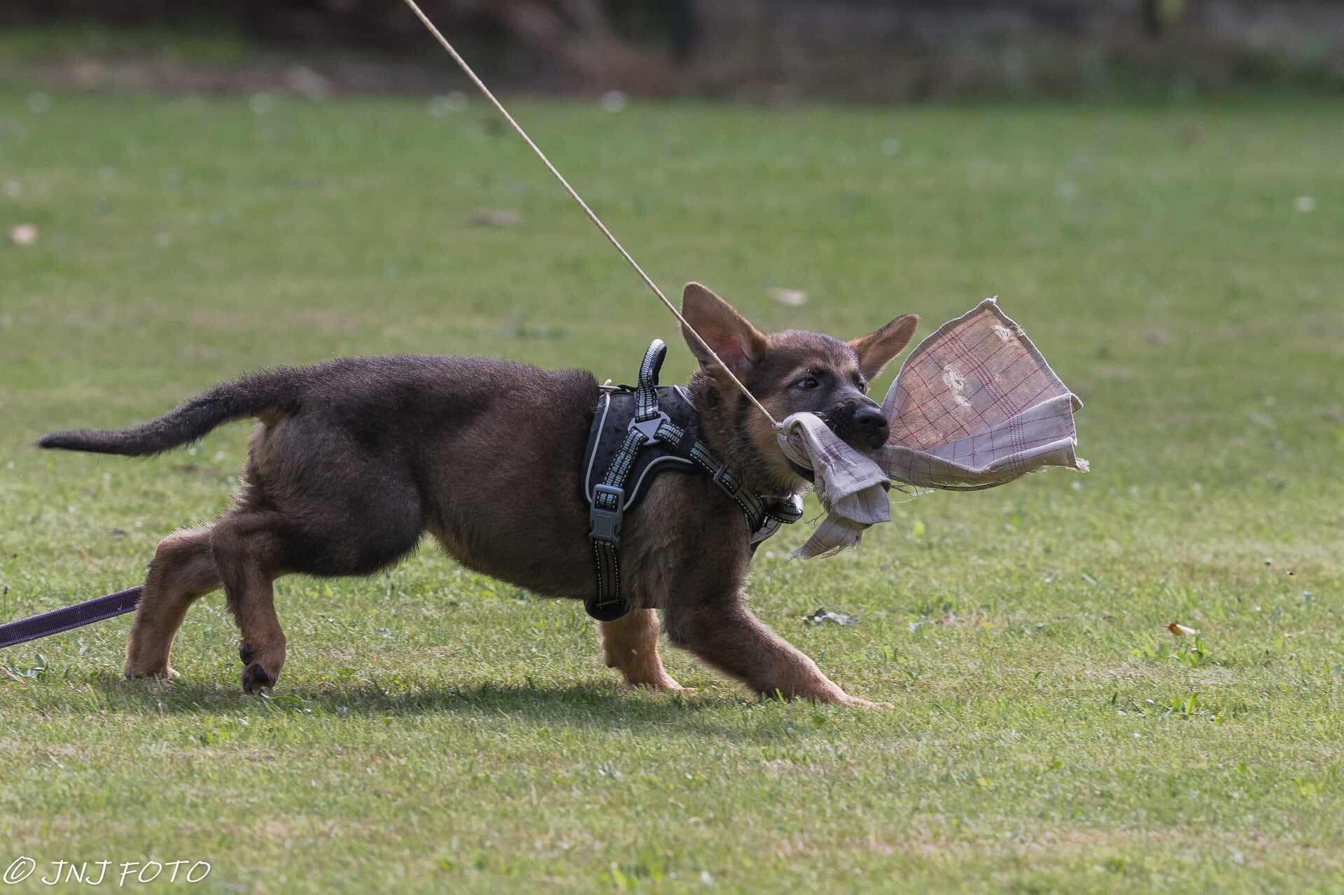 GS Helios traksid + jalutusrihm koertele - Image 9