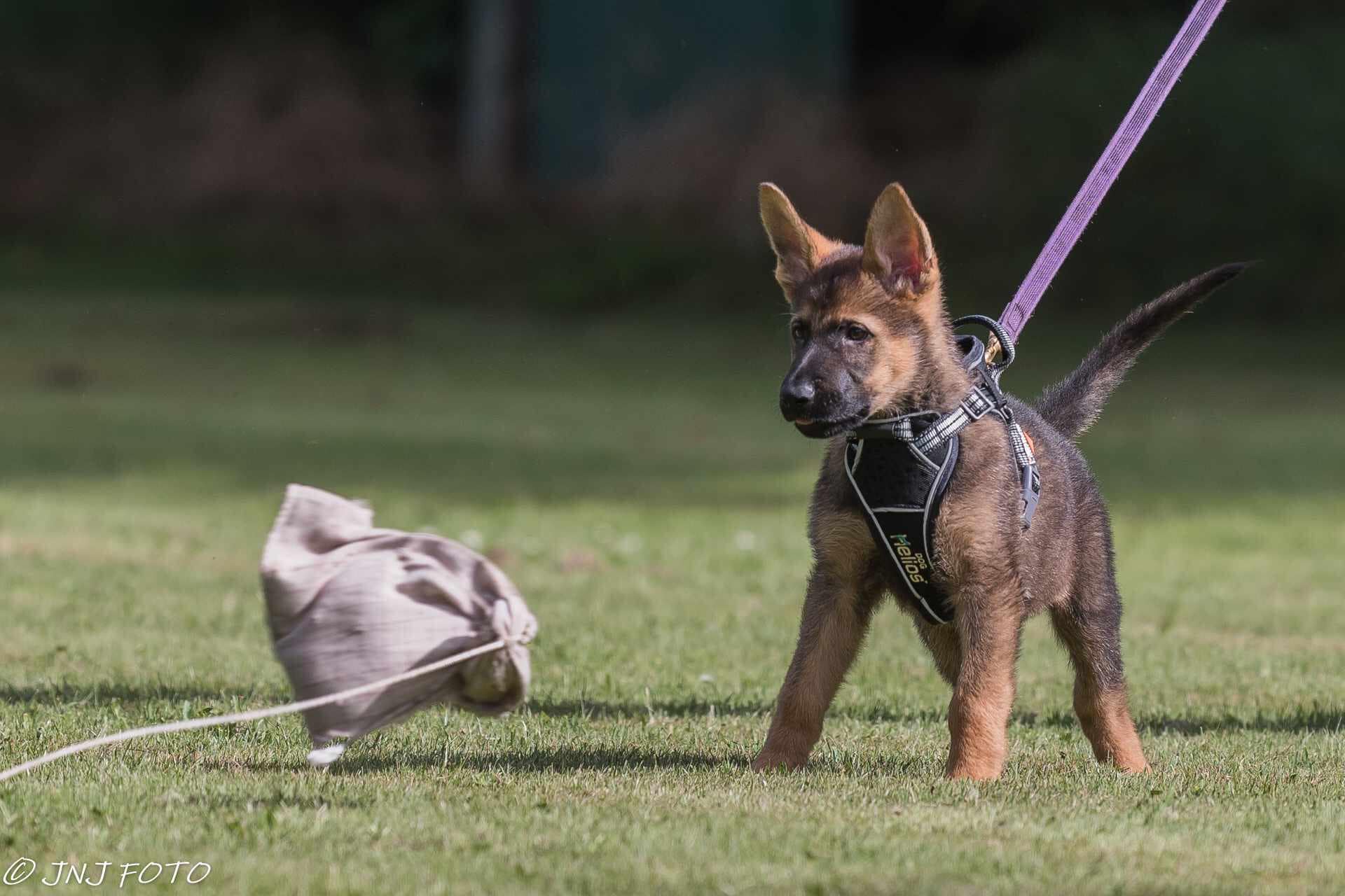 GS Helios traksid + jalutusrihm koertele - Image 11