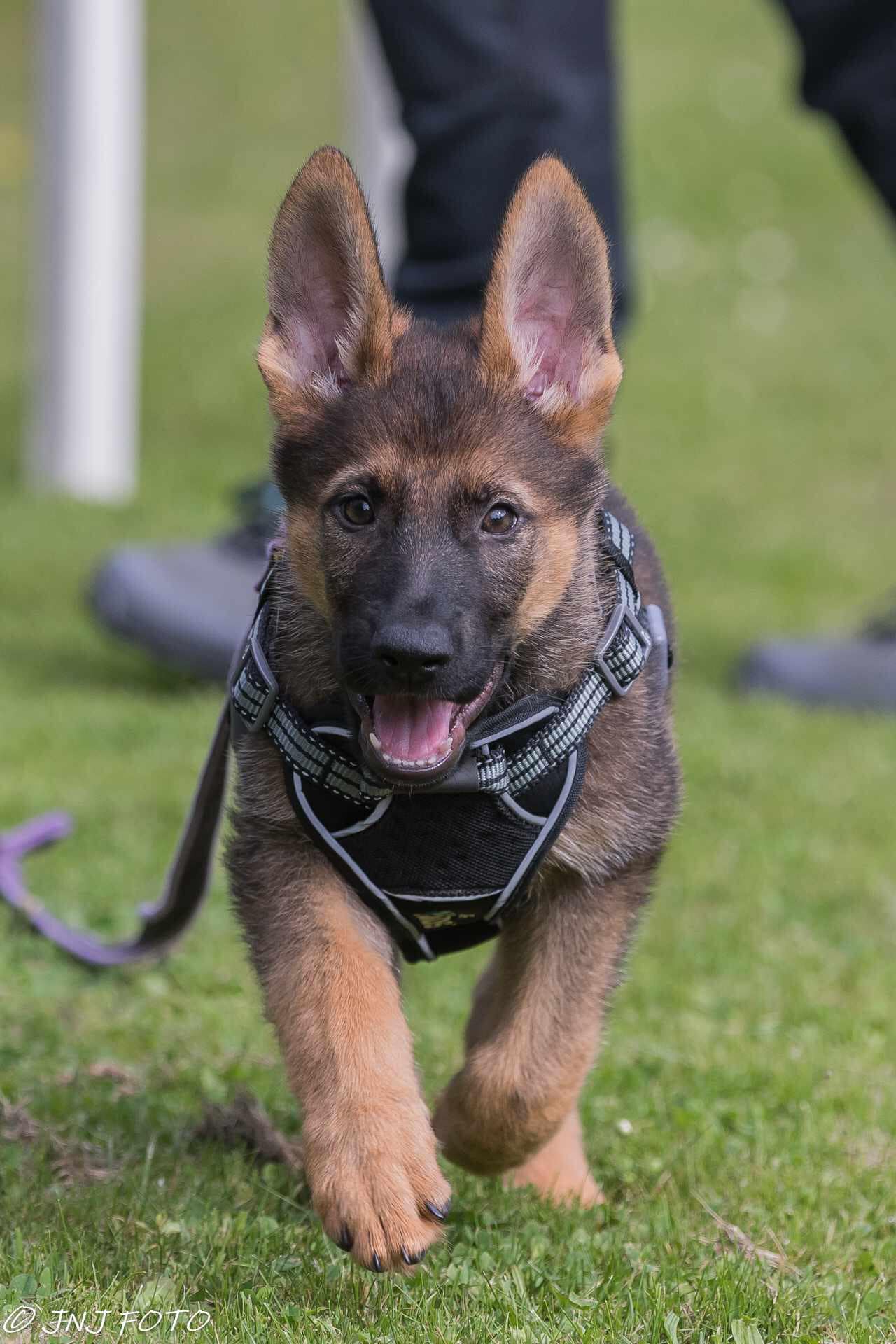 GS Helios traksid + jalutusrihm koertele - Image 13