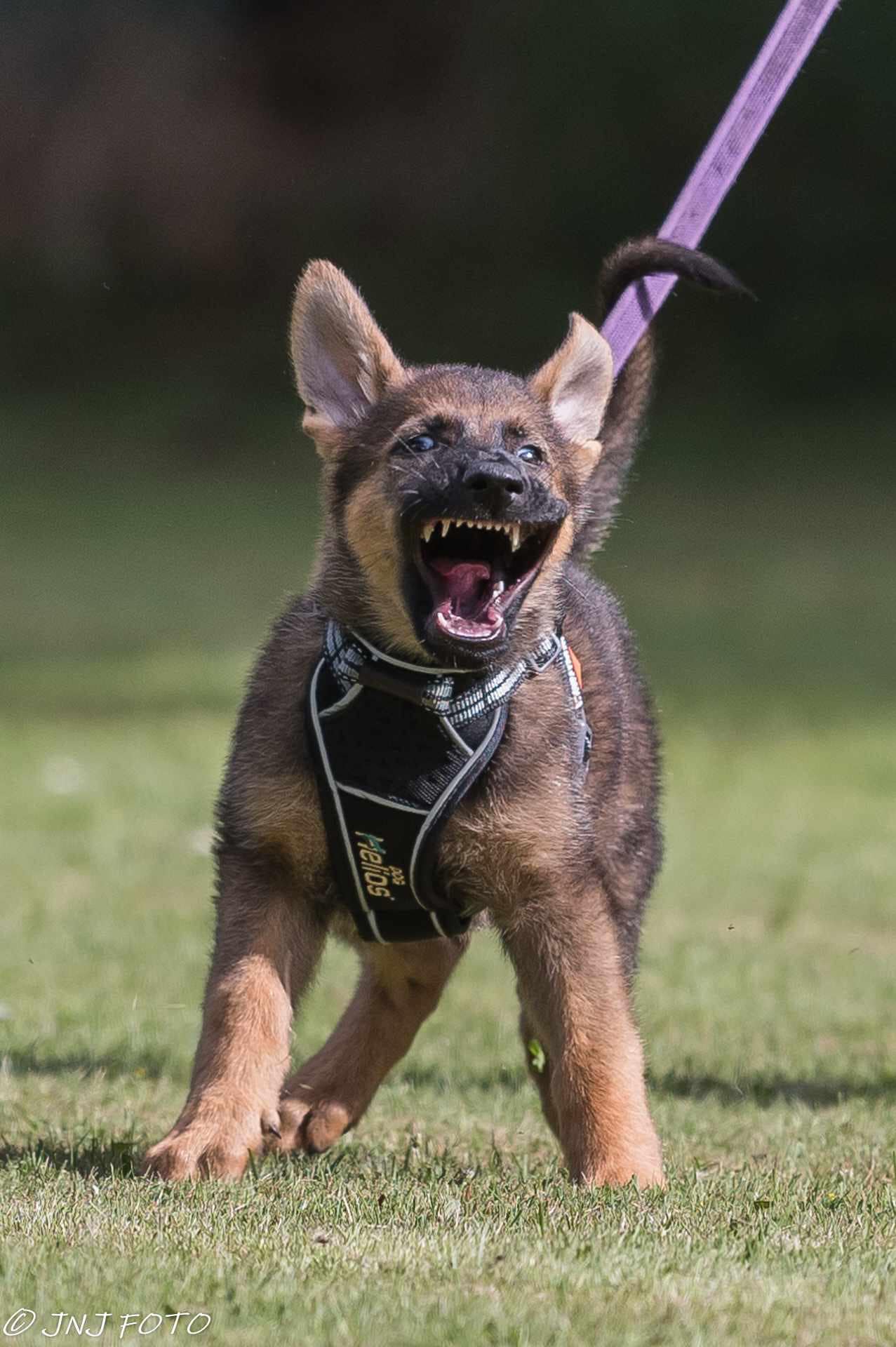 GS Helios traksid + jalutusrihm koertele - Image 12