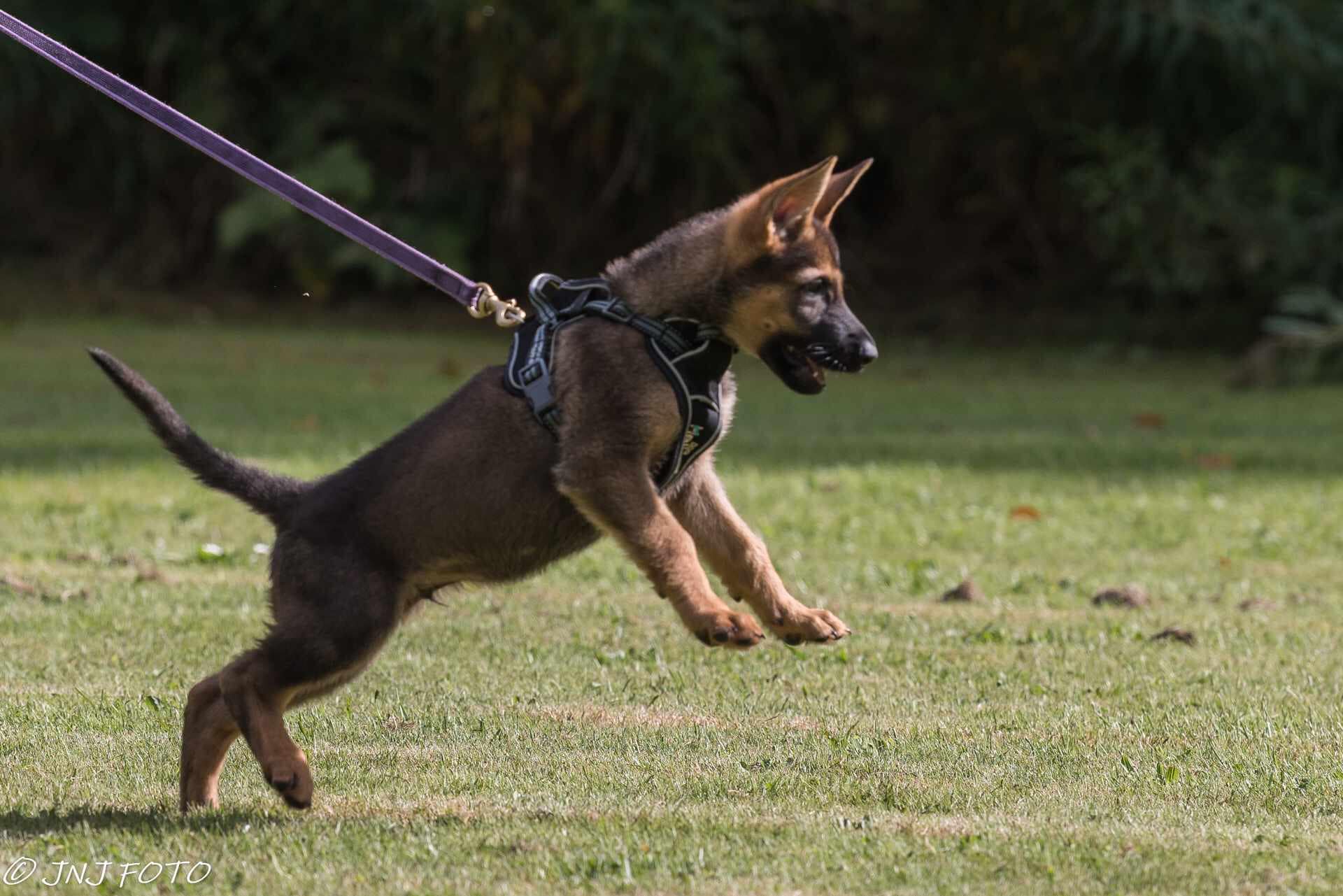 GS Helios traksid + jalutusrihm koertele - Image 10