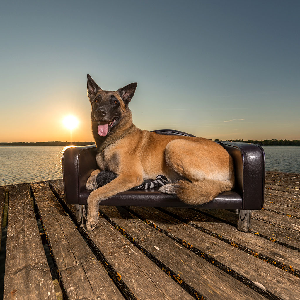 GS Leatherette nahast diivan koertele - Image 4