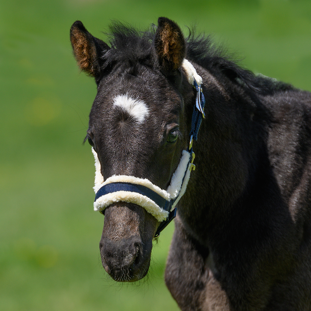 Globus Sport Kenzo pehmendustega varsapäitsed - Image 7