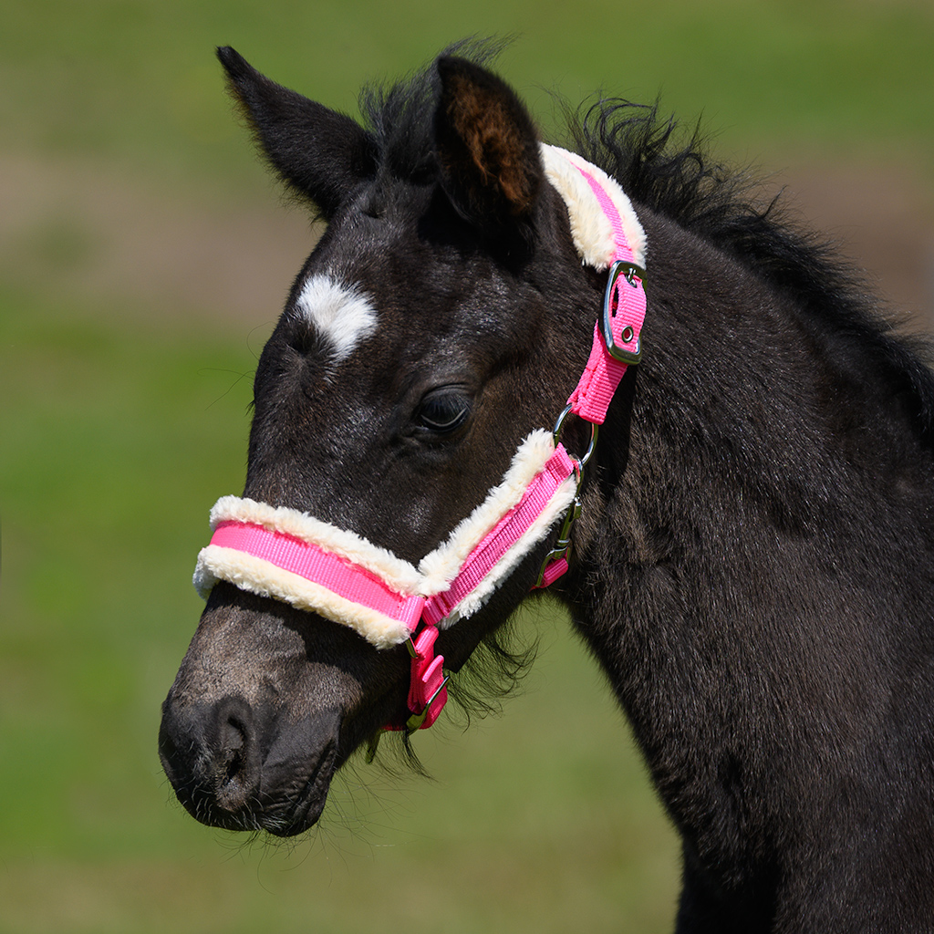 Globus Sport Kenzo pehmendustega varsapäitsed - Image 3