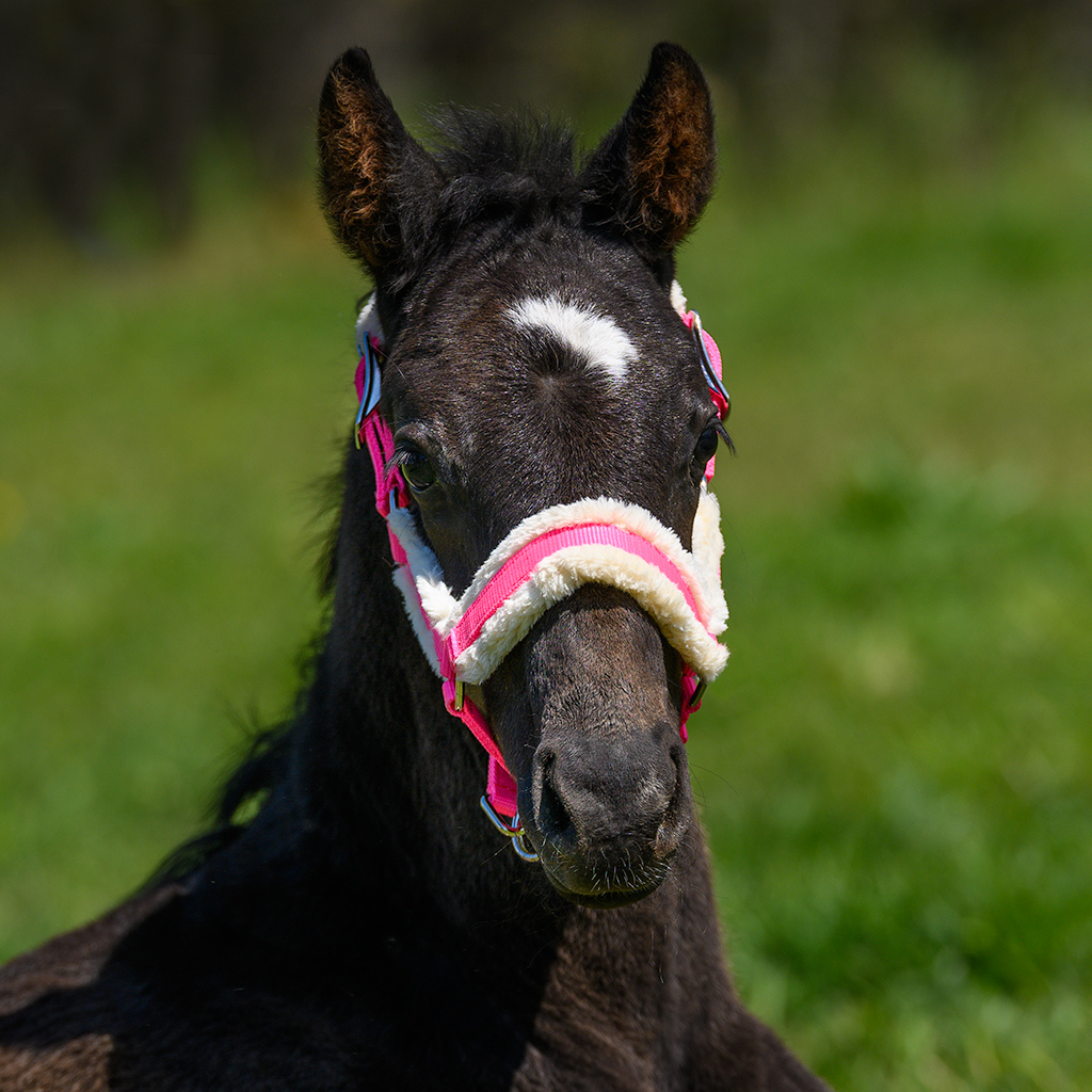 Globus Sport Kenzo pehmendustega varsapäitsed - Image 4
