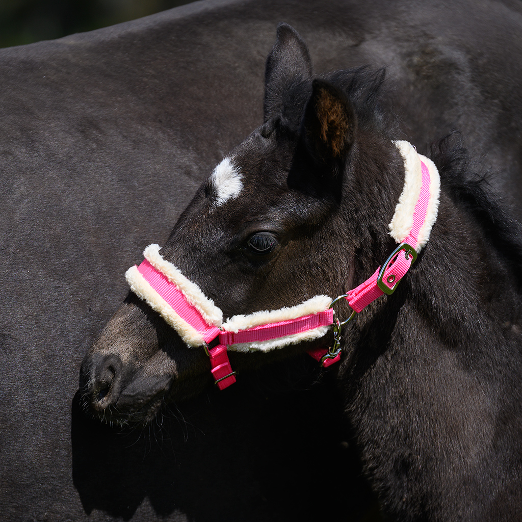 Globus Sport Kenzo pehmendustega varsapäitsed - Image 5