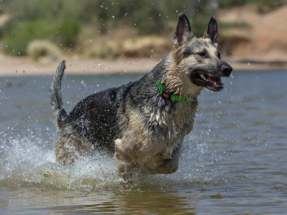 Wigzi veekindel geelkaelarihm
