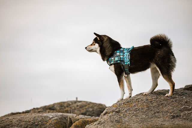 Hurtta Go traksid - Image 5