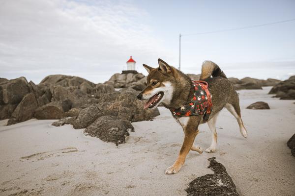 Hurtta Go traksid - Image 7