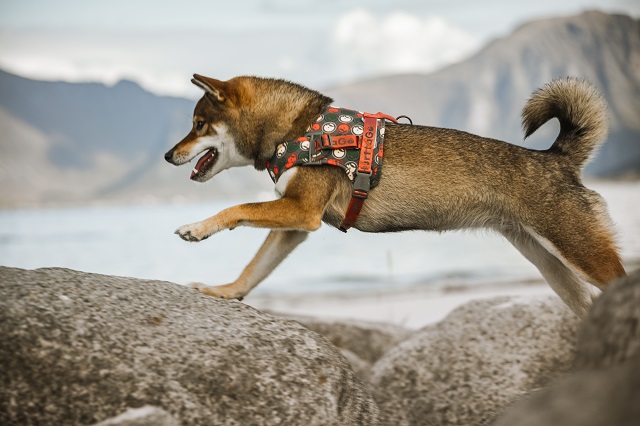 Hurtta Go traksid - Image 4