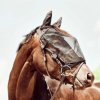 HorseGuard putukamask valjastele