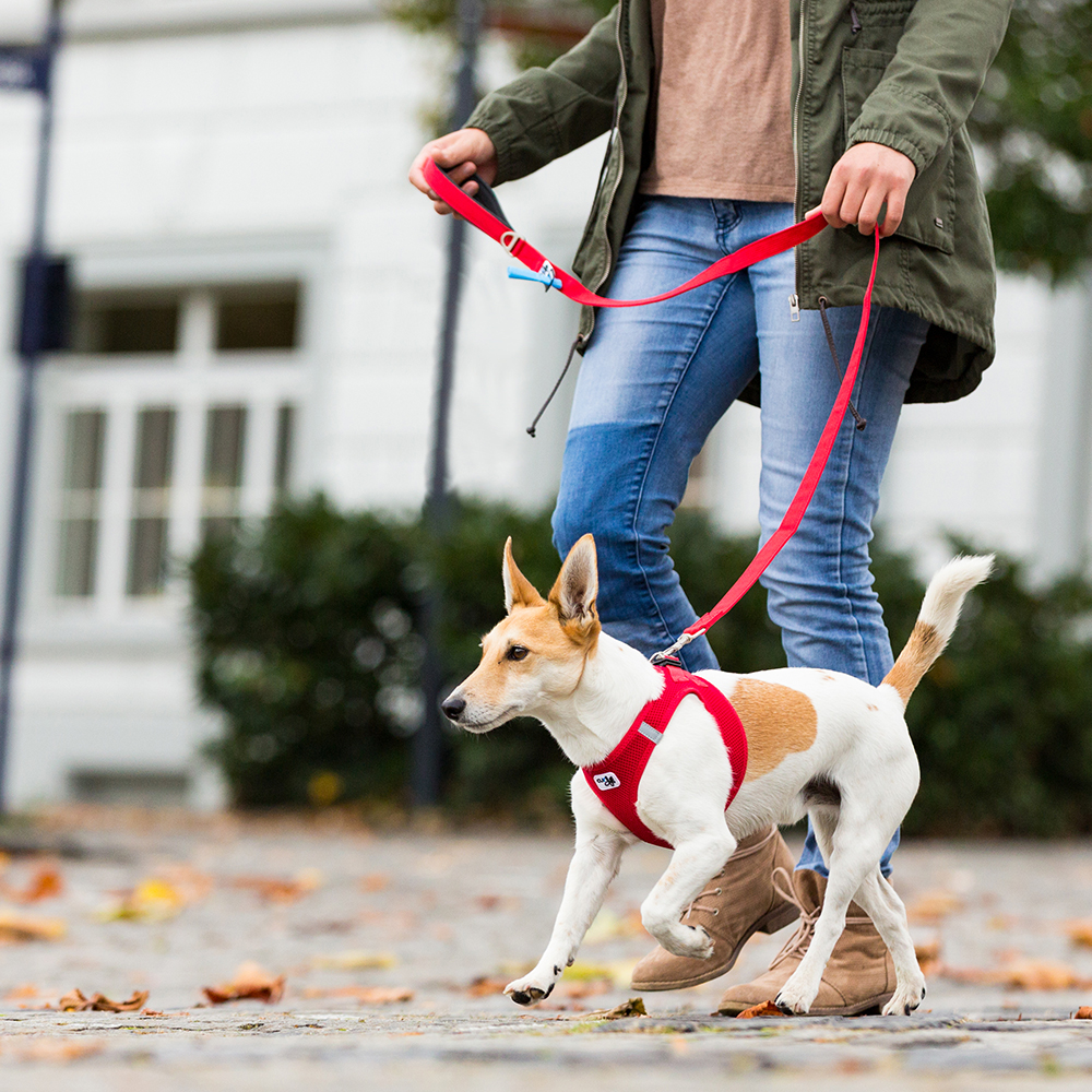 Curli Basic jalutusrihm