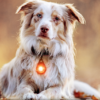 Orbiloc Dog Dual LED tuluke