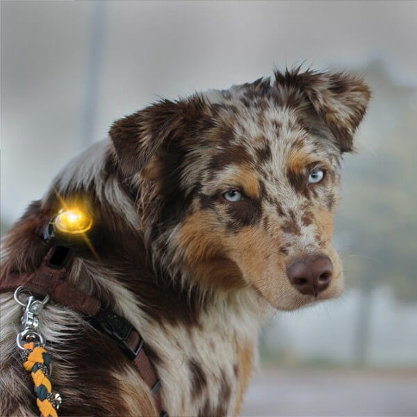 Orbiloc Dog Dual LED tuluke