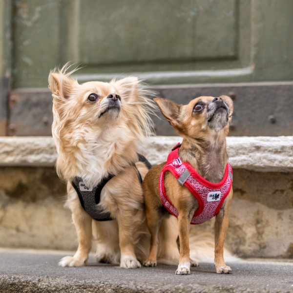 Curli meriinovillaga traksid väikestele koertele - Image 7