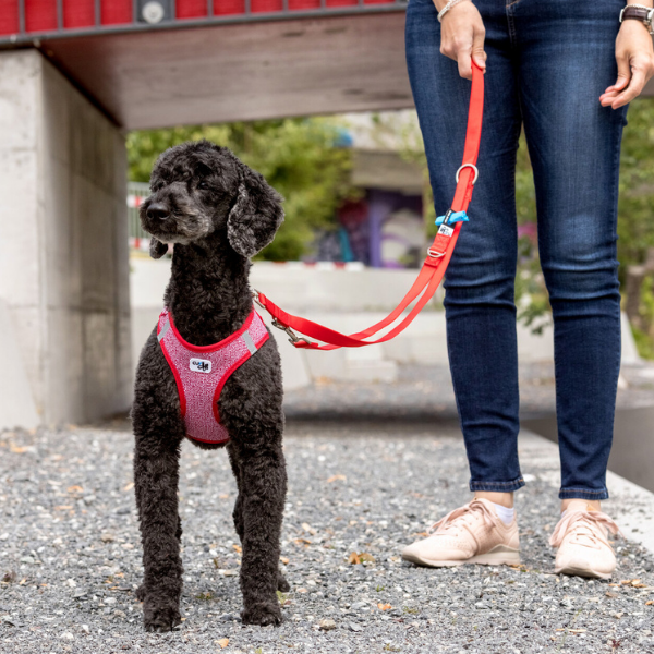 Curli meriinovillaga traksid väikestele koertele - Image 11