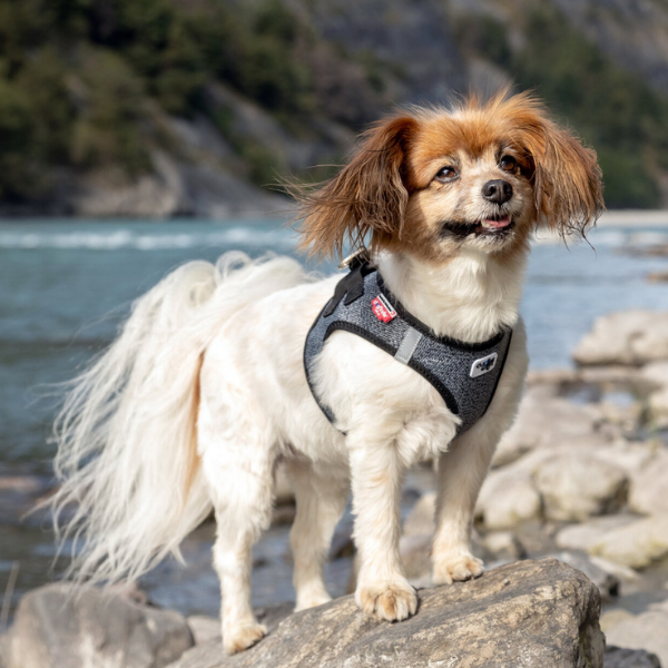 Curli meriinovillaga traksid väikestele koertele - Image 9