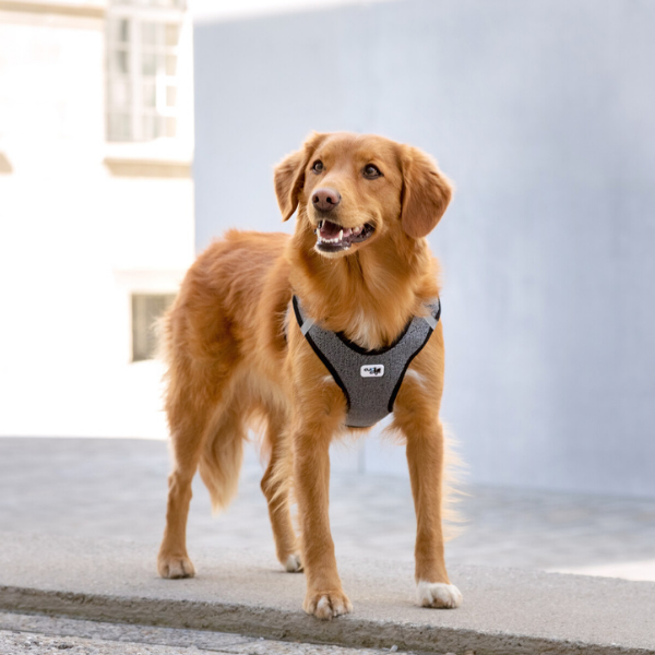 Curli meriinovillaga traksid väikestele koertele - Image 12