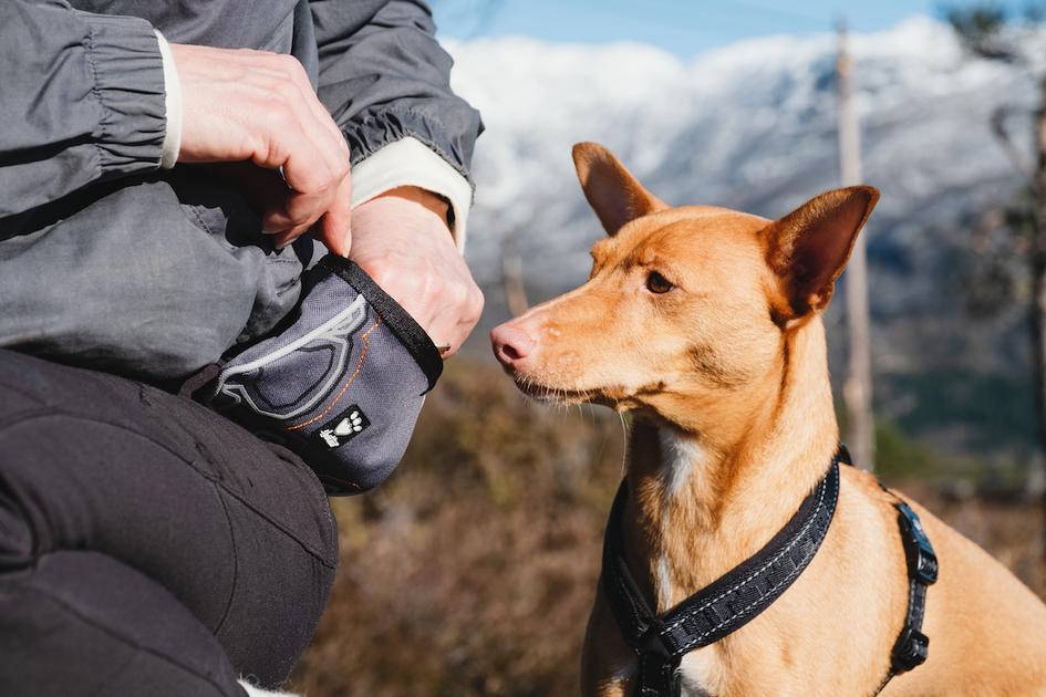 Hurtta Trick Pocket maiusekott