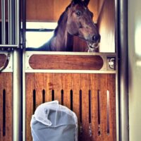 Catago pesukott tekile