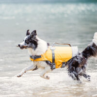 Hurtta Life Savior päästevest